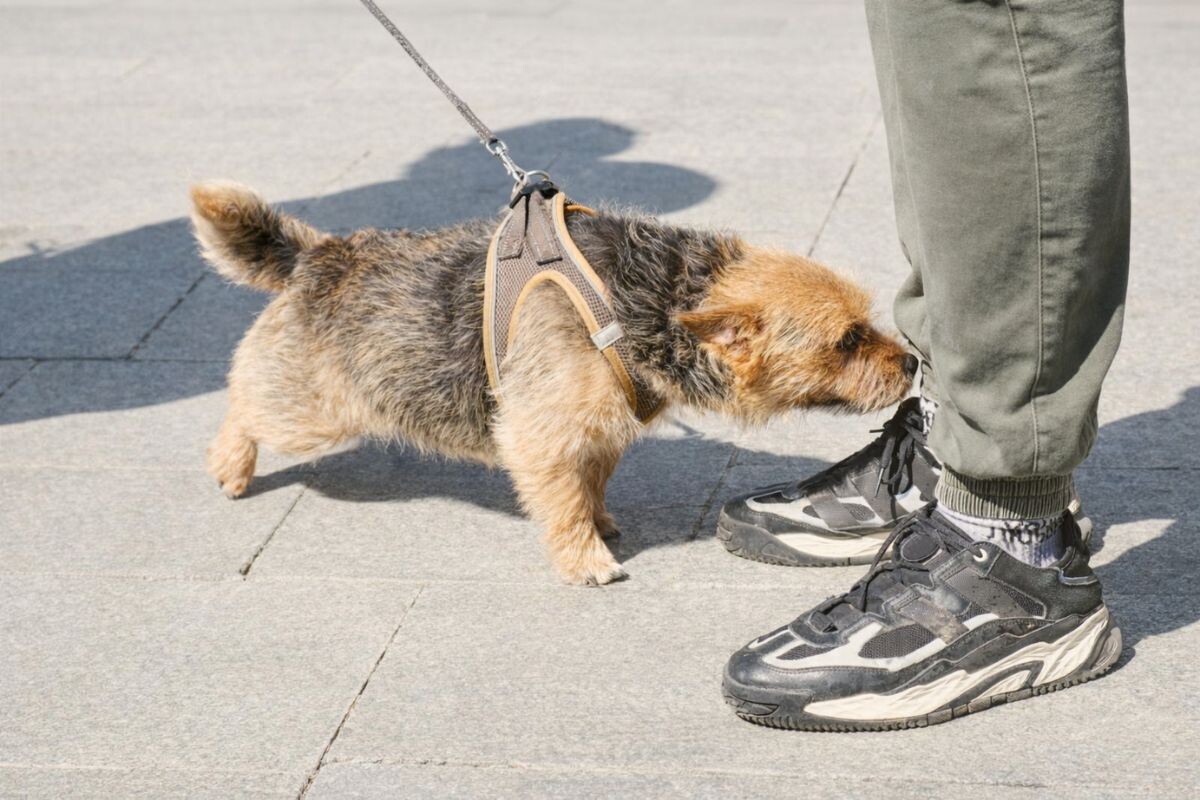 Собака обнюхивает прохожего 