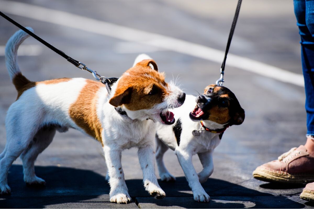 Две собаки на поводках выясняют отношения