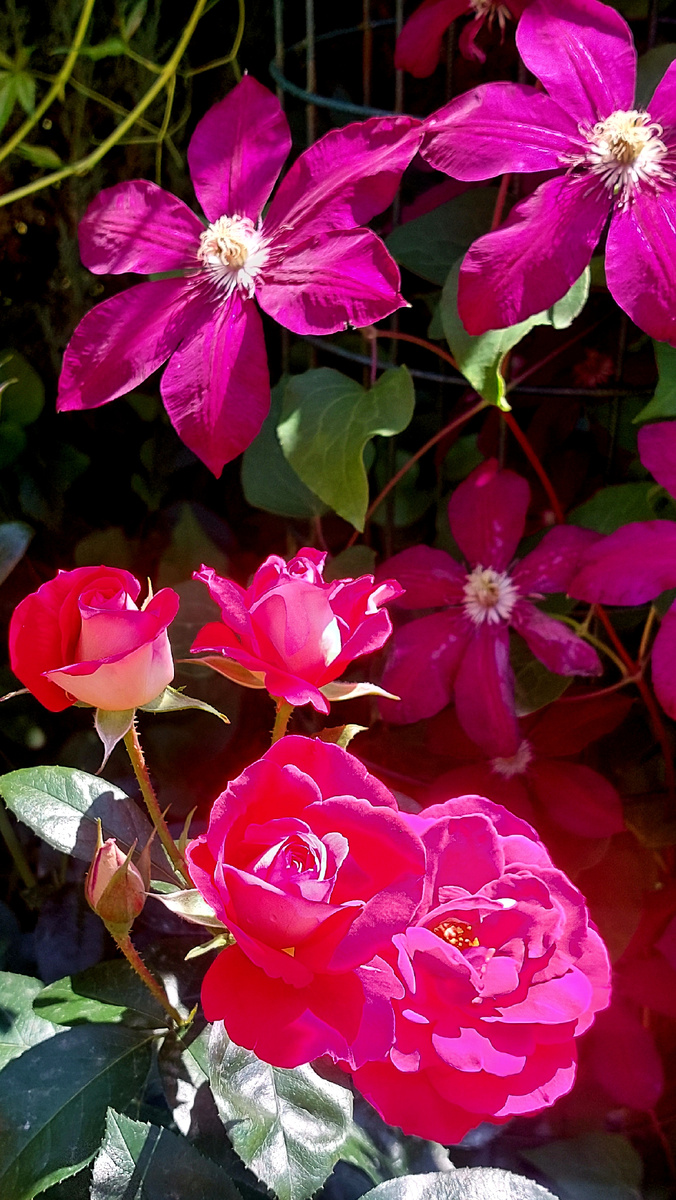 Хайматмелоди (флорибунда) и клематис Руж Кардинал. 