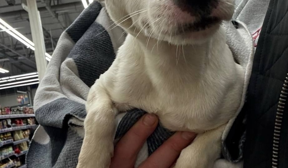 😢 Могла перебежать КАД: Три недели ищут спасенную из собачьей тюрьмы джек-рассела Эмму