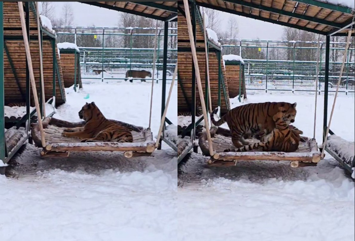 фото: t.me/tigerhousespb