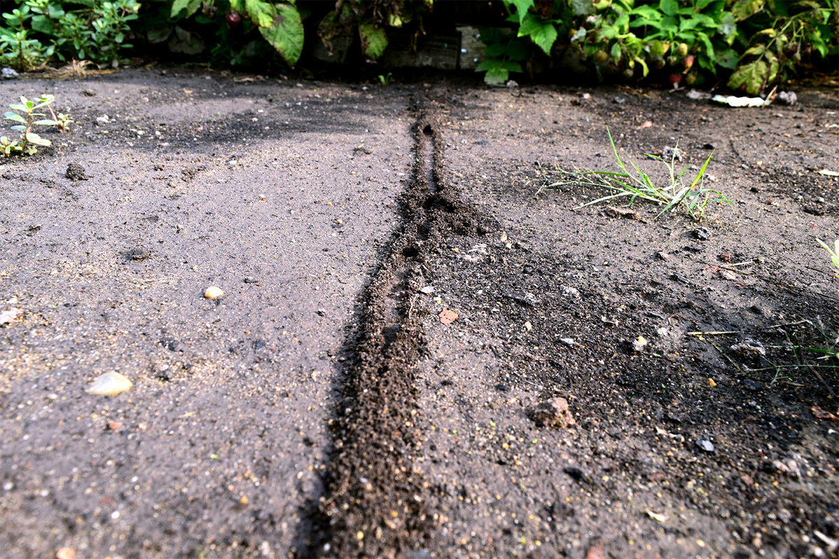 Весенние хлопоты маленьких строителей: как муравьи защищают свои тропы от дождя