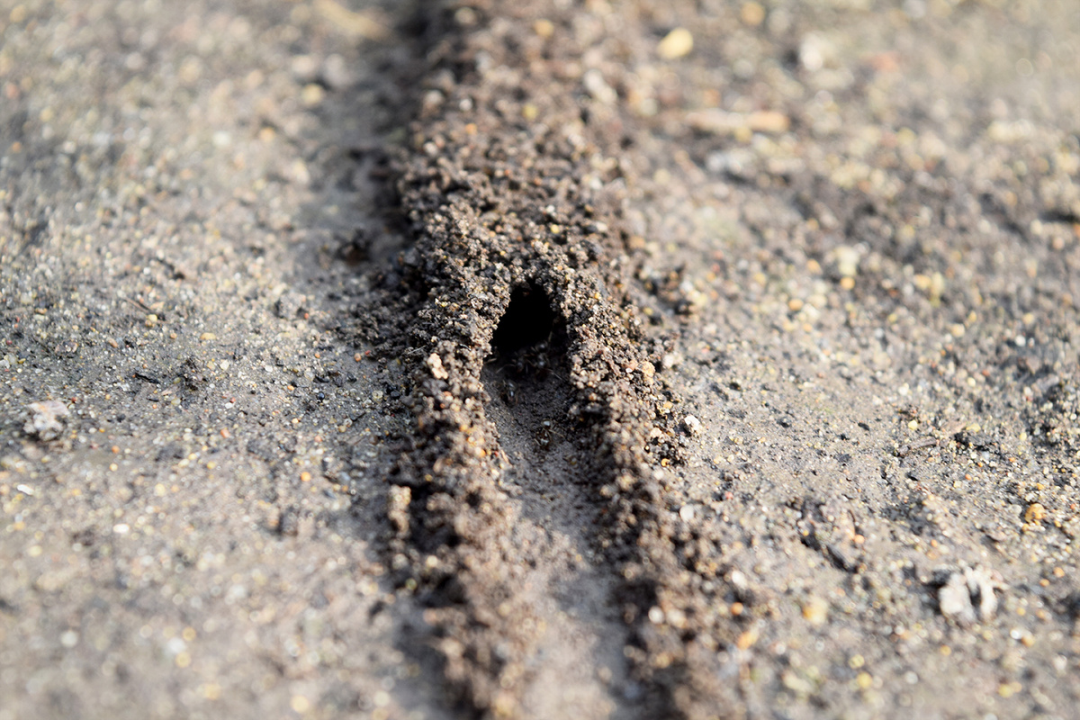 Весенние хлопоты маленьких строителей: как муравьи защищают свои тропы от дождя