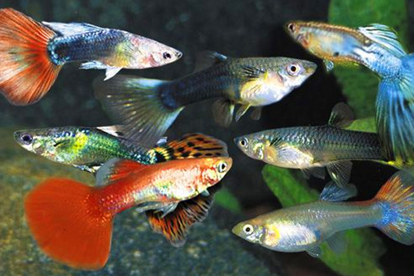 Гуппи довольно быстро размножаются даже в общем аквариуме