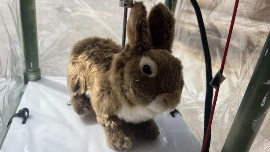    Роботизированный кролик / © University of Florida