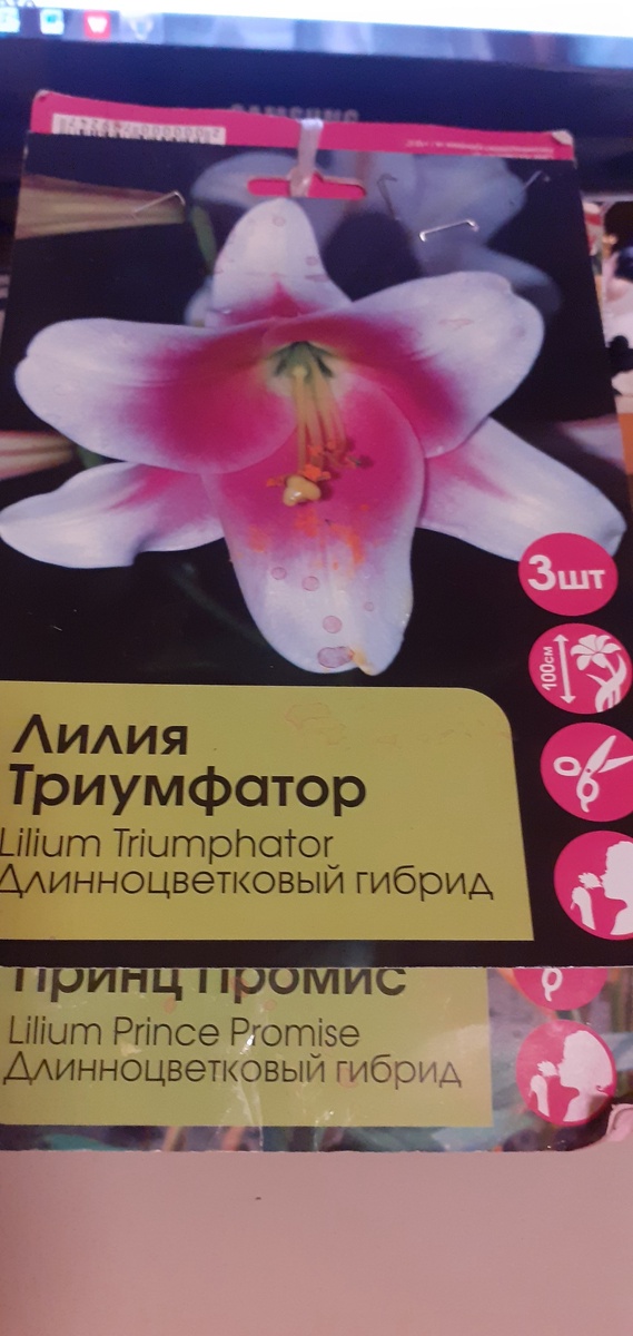 В ТАКОЙ УПАКОВКЕ ПРОДАВАЛСЯ ЭТОТ СОРТ.