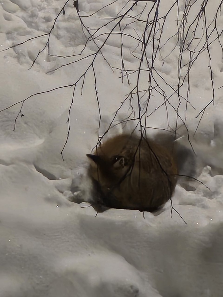 Лиса спит на территории детского сада. Фото сделано из окна многоэтажки.