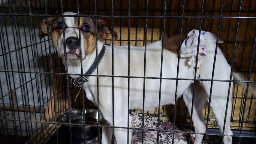    фонд «ЗООзащита»