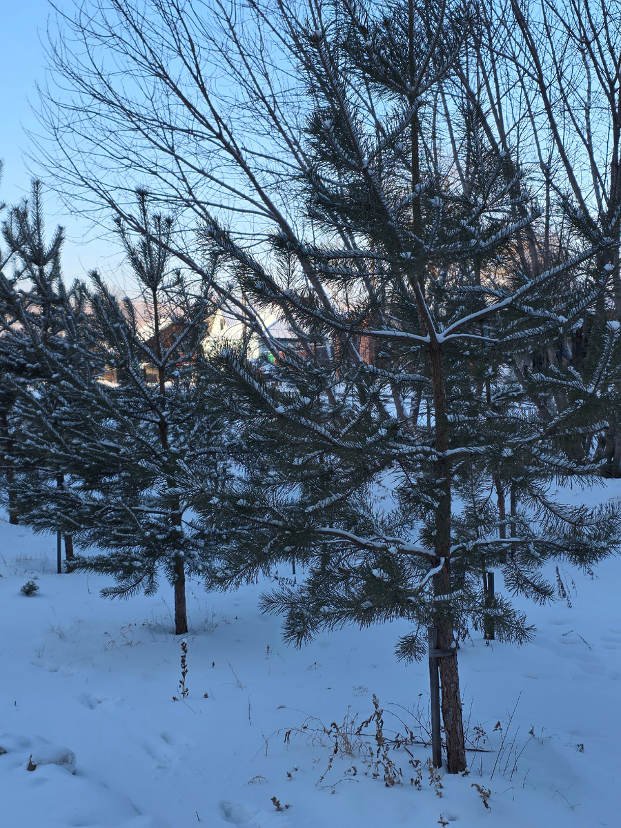 Морозный день