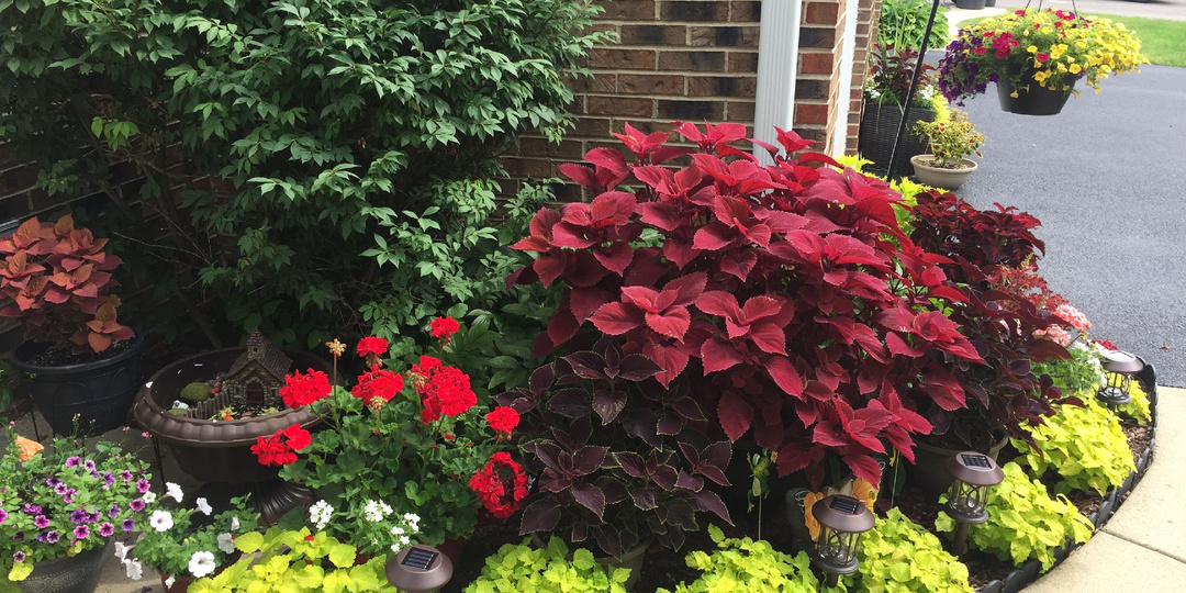 Колеус: как вырастить яркий акцент для вашего сада — от рассады до цветения