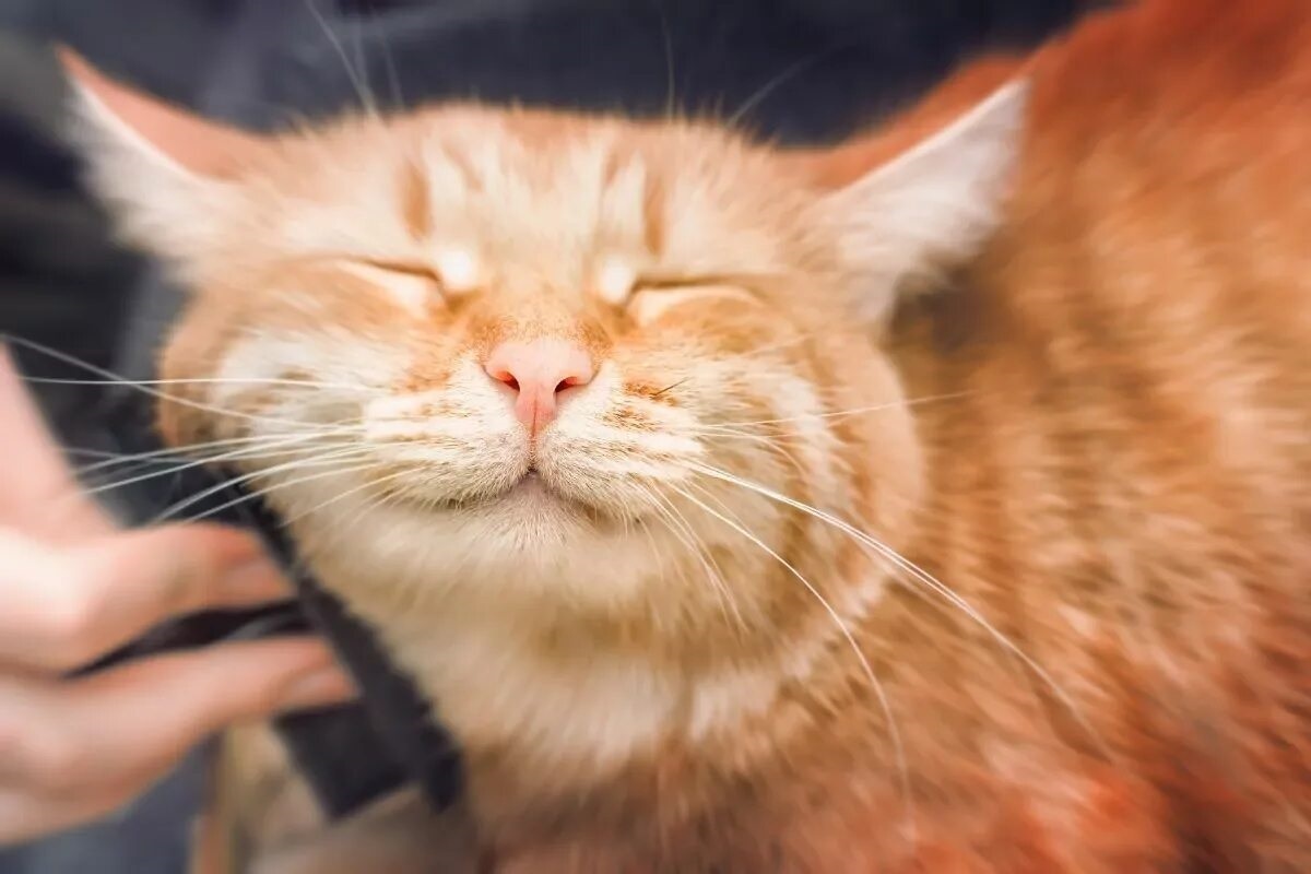 Фото с сайта: https://iloveveterinary.com/blog/why-does-my-cat-have-dandruff-your-question-answered-by-a-veterinarian/