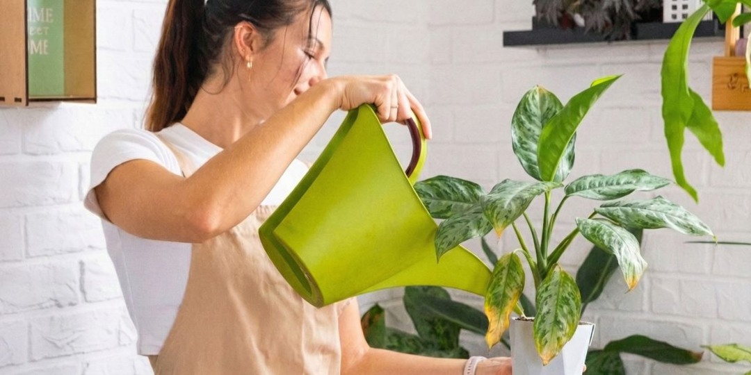 6 причин, почему у вас не приживаются комнатные растения