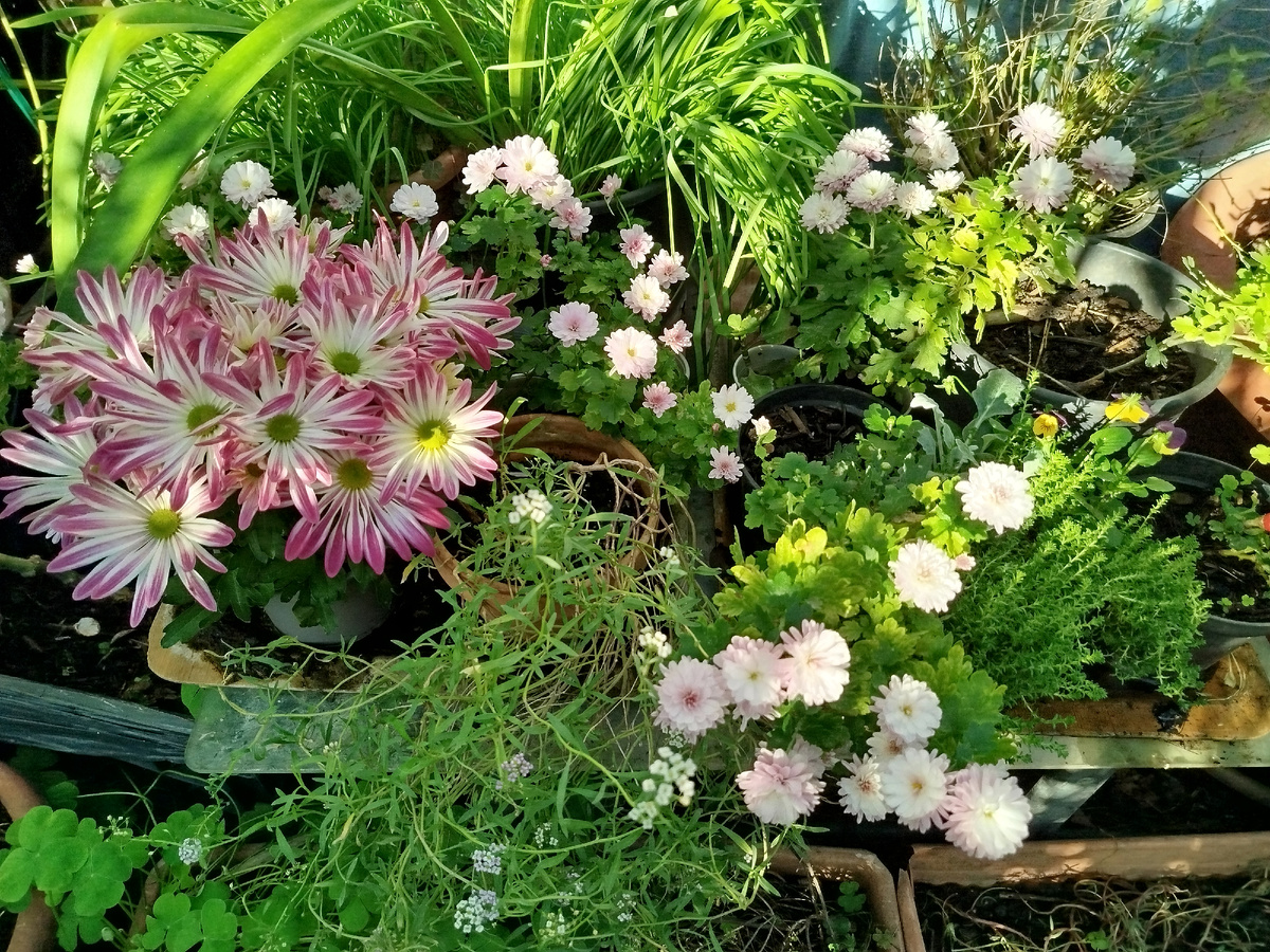 Фото автора. Из двух десятков укоренившихся в 2024 году черенков, выжил один(!).