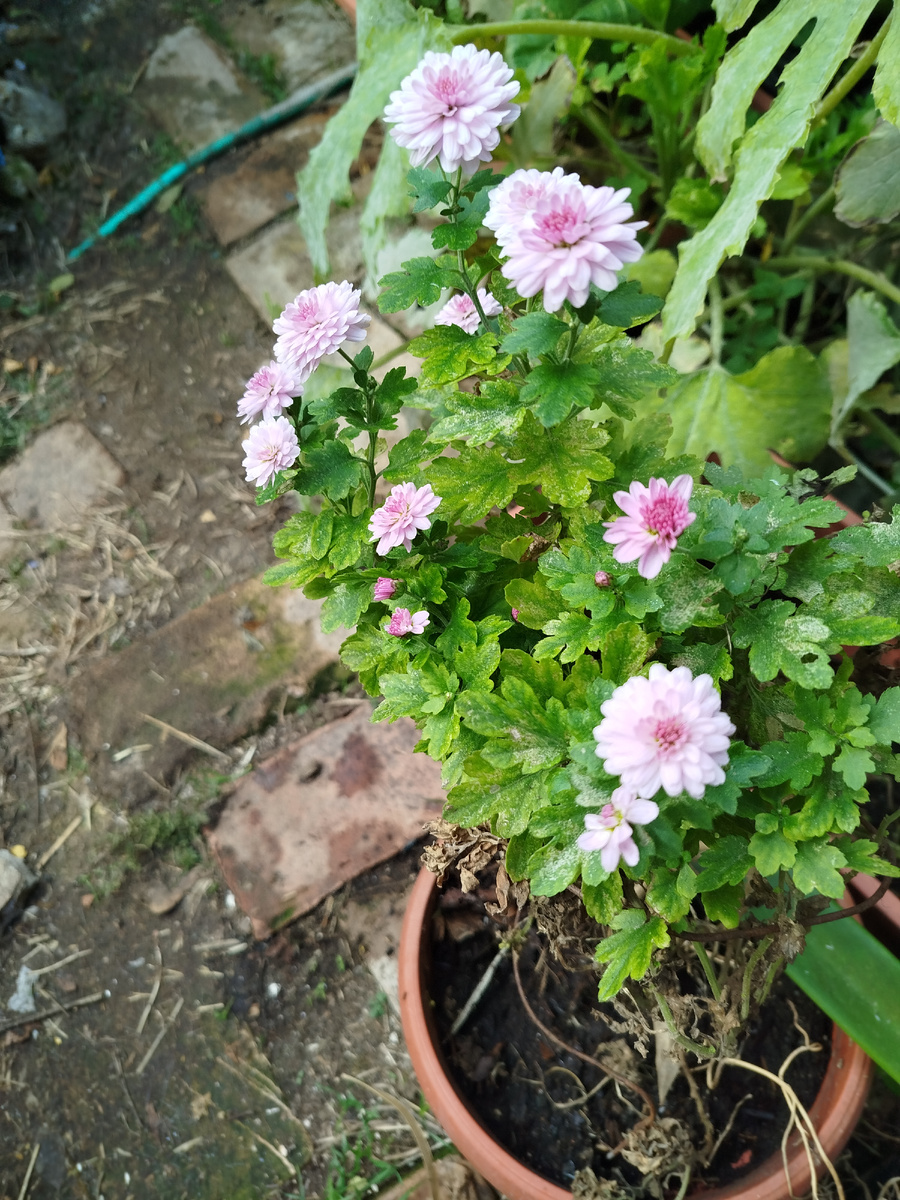 Фото автора. И цвёл кое-как, и погиб в итоге(((