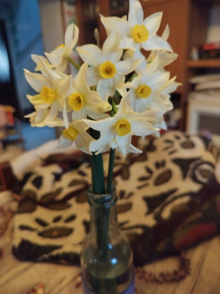 Фото автора. Букетные нарциссы.