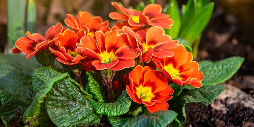 Лучшие виды примул для сада — самые надёжные и эффектные