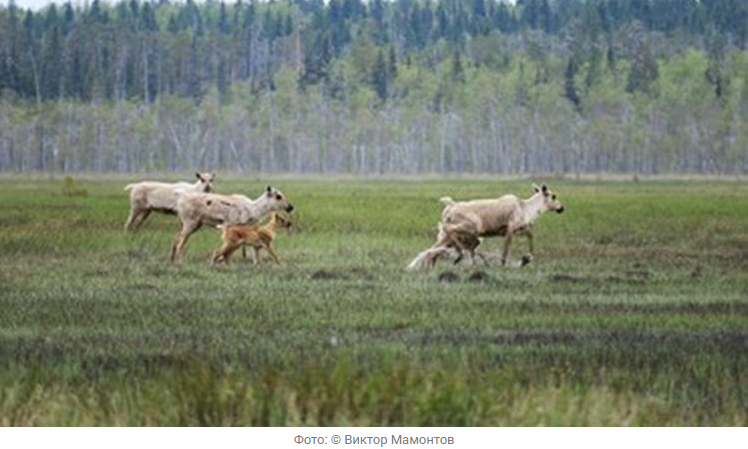 Источник новости: https://nia.eco/2025/12/26/110611/