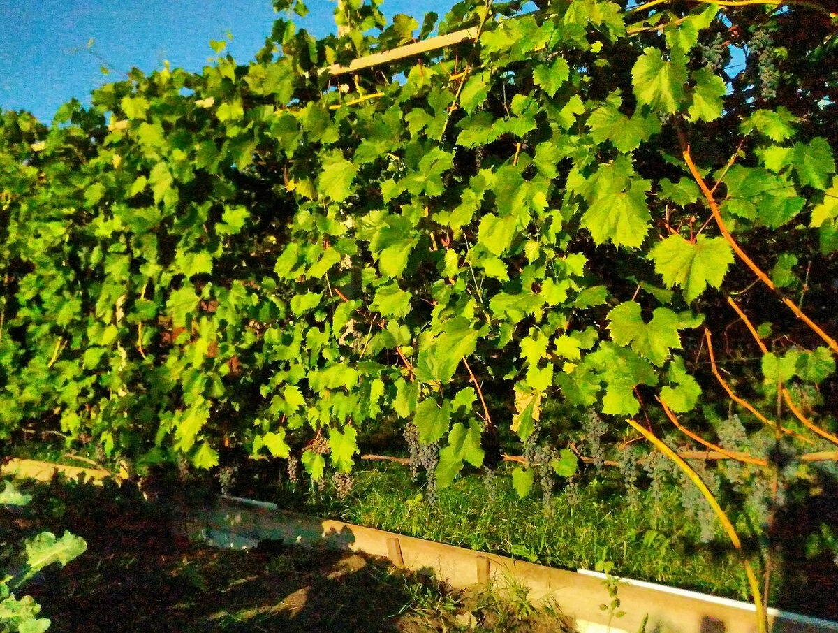 Архив. Мой Фронтенак на беседке перед домом 