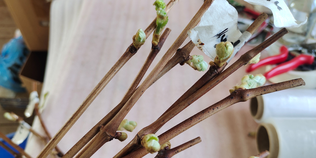 "Шеф, усё пропало!" Почки еще в холодильнике начали открываться. Что делать?!