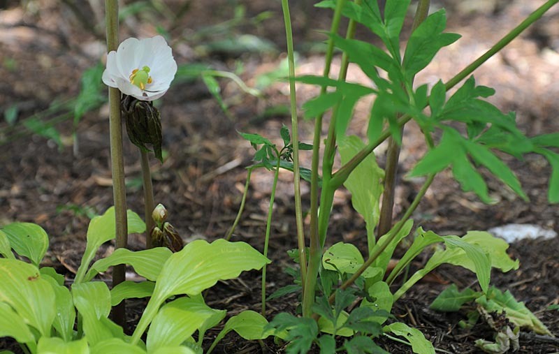 Подофилл Эмода