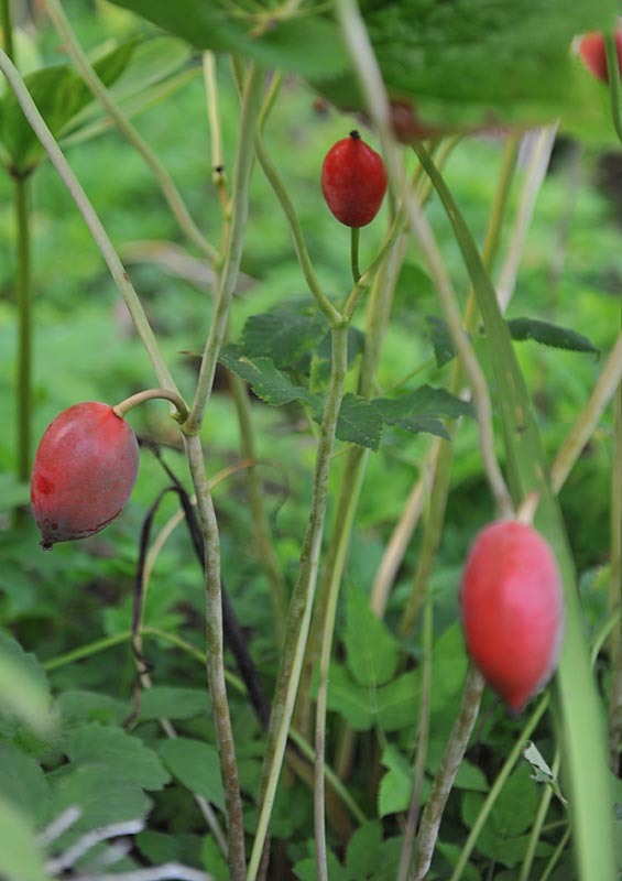 Подофилл Эмода