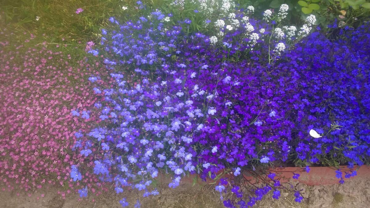 Сине-голубое с розовым 💓