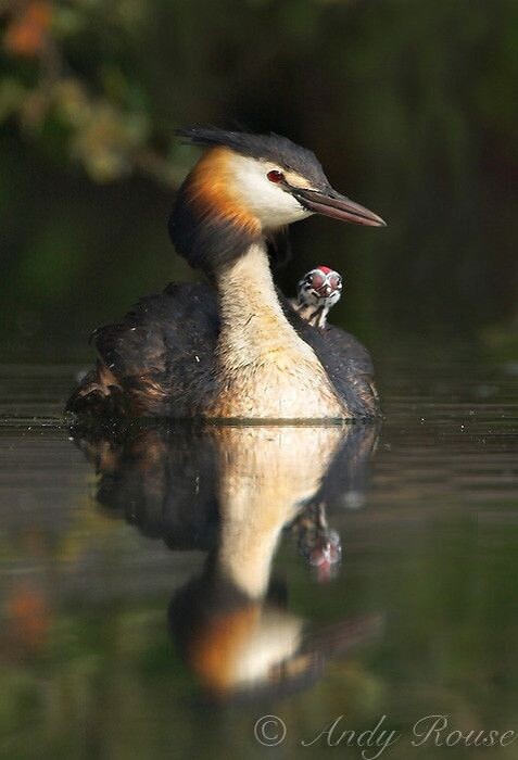 Картинка найдена на просторах интернета, права принадлежат правообладателям, и т.д. и т.п.