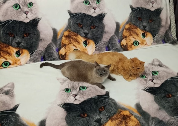 А на этом диване сколько котов?