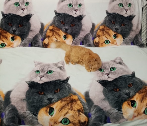 Сколько здесь котов?