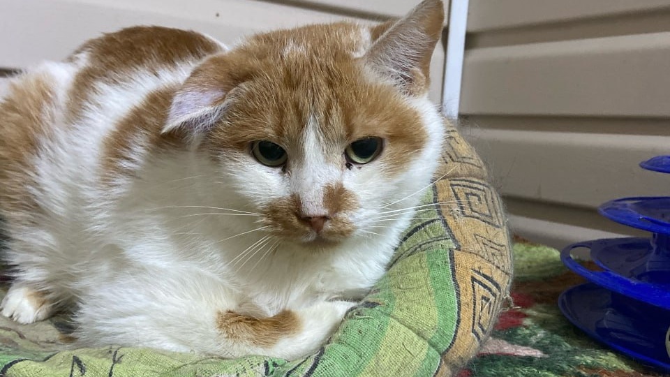 У нас заболел Чук