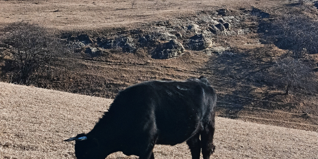 Январь в Кисловодске: солнце, горы, +15 и вкус настоящей клубники