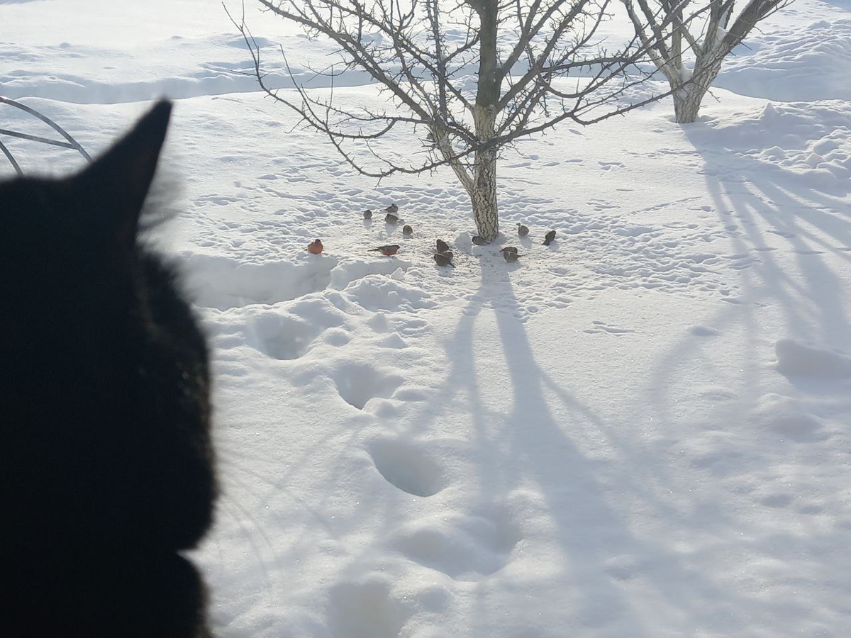 Кусик на подоконнике тоже долго не задерживается. Снегири и воробьи без "через стекло" гораздо привлекательнее.