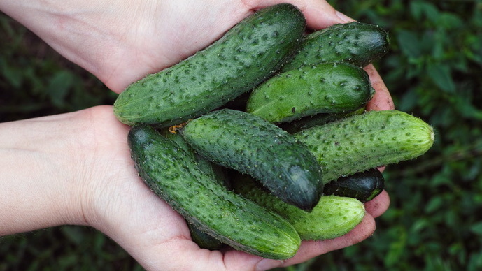 Мои чемпионы