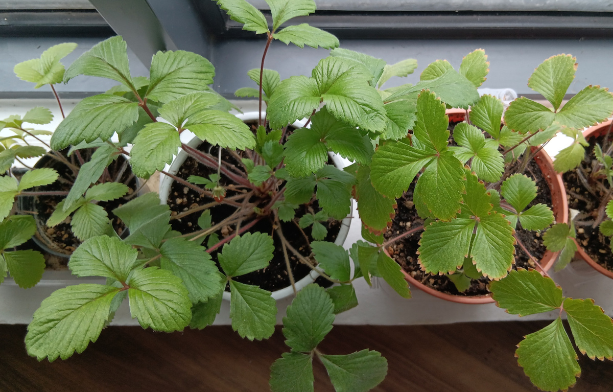 Ремонтантная, безусая земляника вполне пригодна для комнатного выращивания.