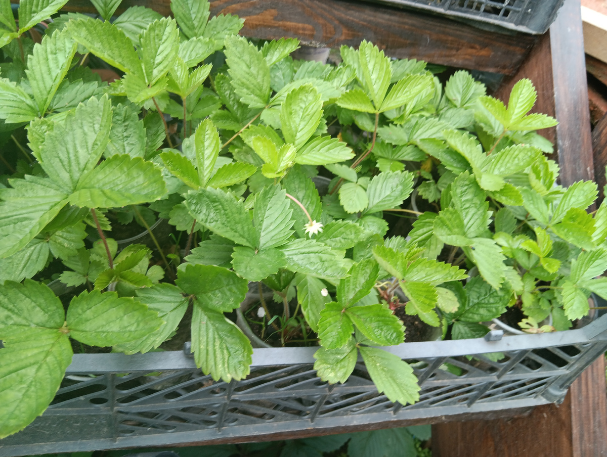 Рассада выращенная из своих  семян, собранных с самых крупных ягод. 