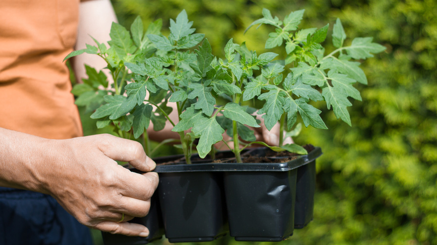 Апрельская рассада здоровая и крепкая