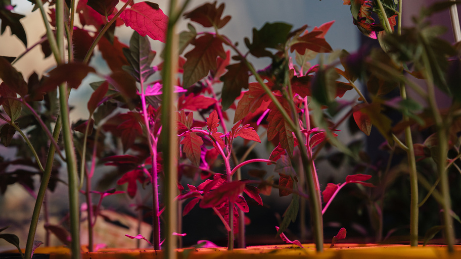 Даже с досветкой мартовские сеянцы получаются слабыми