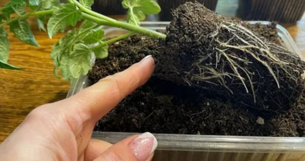 Перехожу на апрельский посев томатов. Догоняют и обгоняют мартовскую рассаду