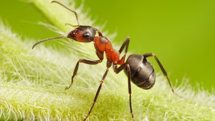Вот так выглядит "эффект" от народных средств - муравьи идут на сладкий запах