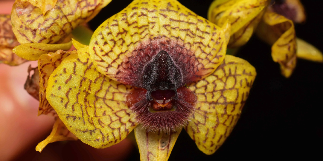 10 новых растений и грибов 2025 года от британских ученых