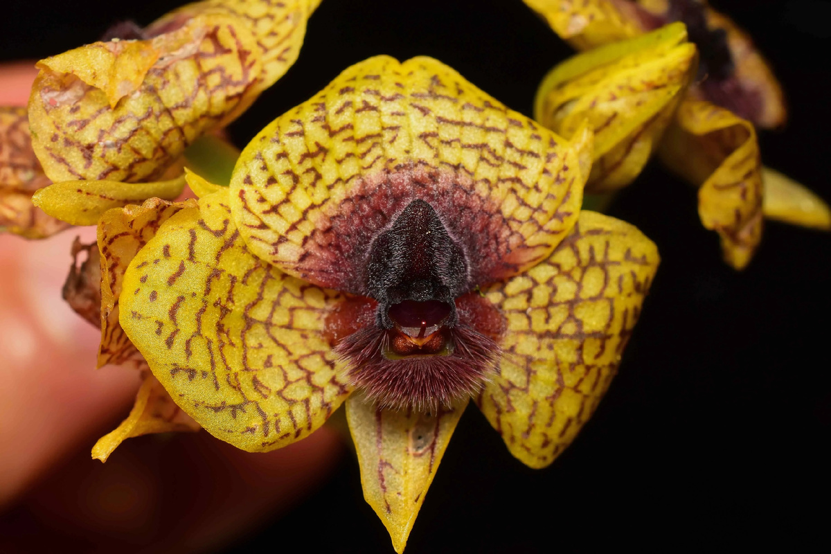 «Кровавогубая» орхидея Telipogon cruentilabrum из Эквадора.