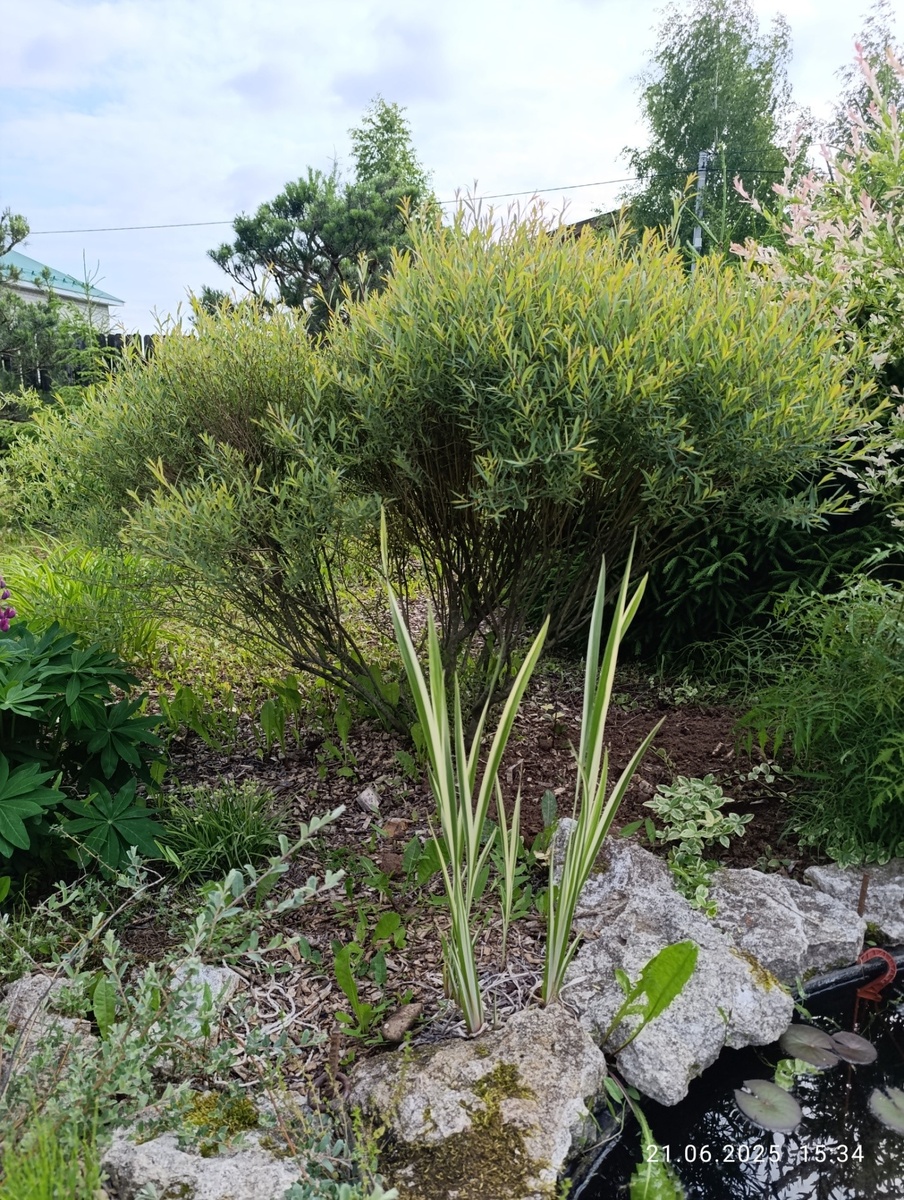 1. Аир болотный Вариегата