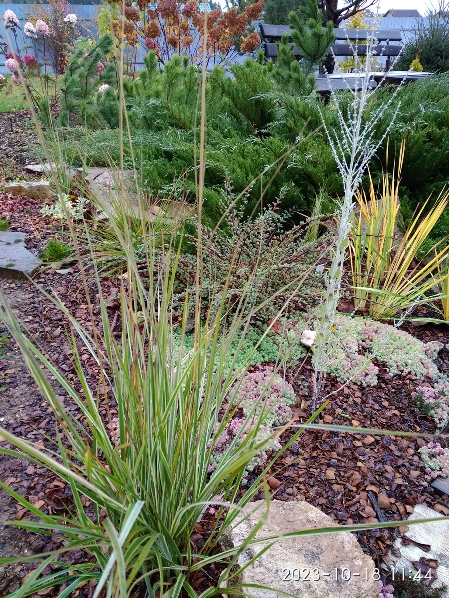 2. Вейник Овердам