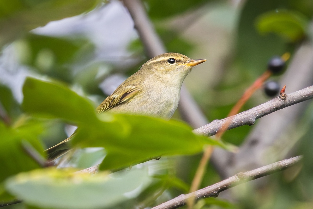 Пеночка-зарничка