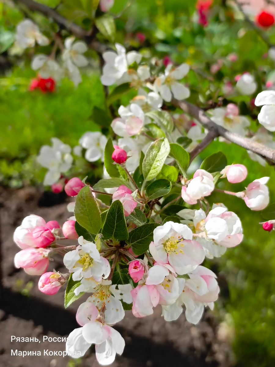 А это прошлая весна