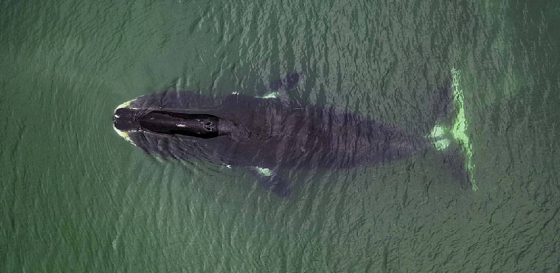 ЕМУ НЕ МЕНЕЕ 150 ЛЕТ.. Гренландский кит - вид с ветеринарного вертолёта. (Яндекс Картинки - naked-science.ru)