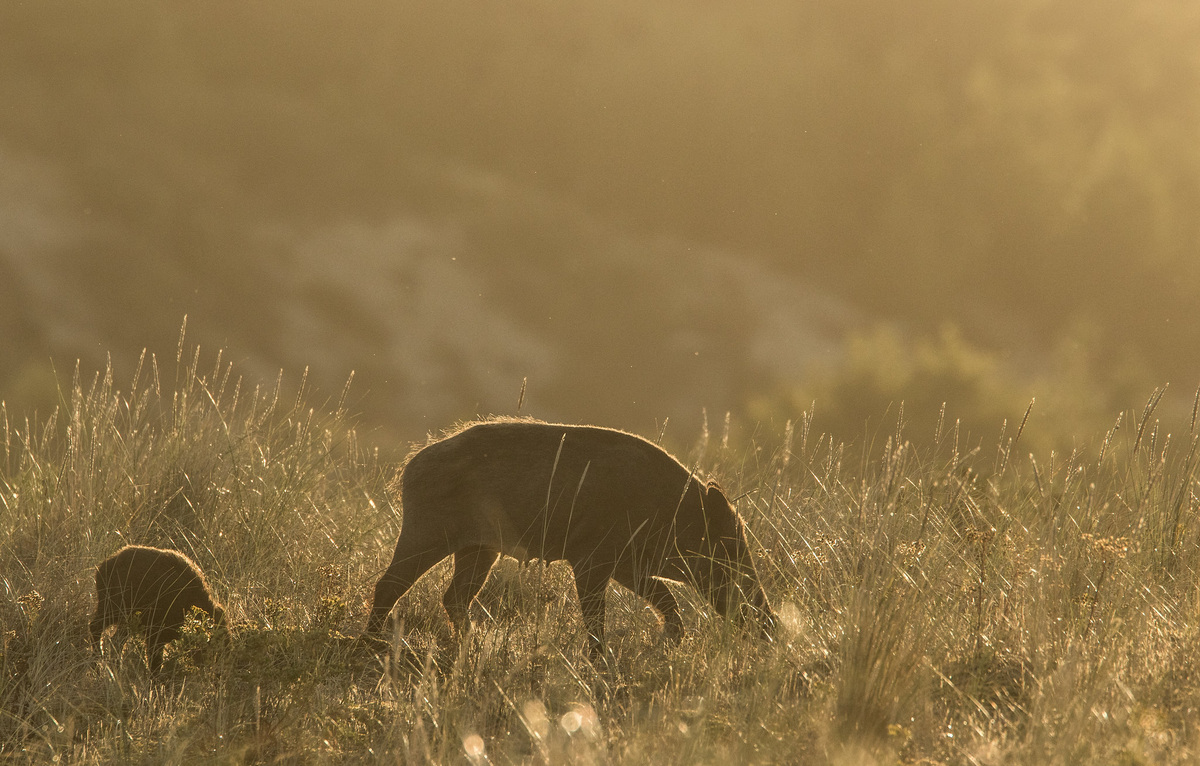 Дикие кабаны