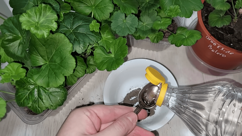 Январская подкормка герани и будущие цветы: почему бутоны закладываются именно зимой, рассказываю в деталях