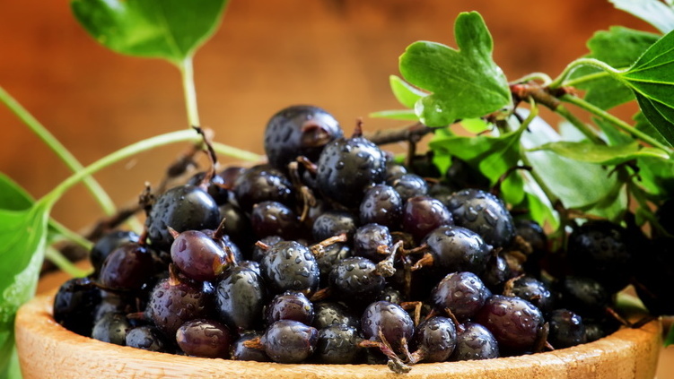 Урожай черной смородины без химических обработок - результат двух простых действий