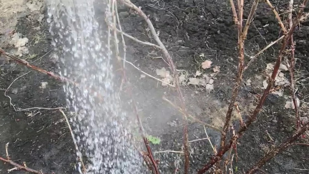 Обливание горячей водой - проверенный способ борьбы с вредителями черной смородины